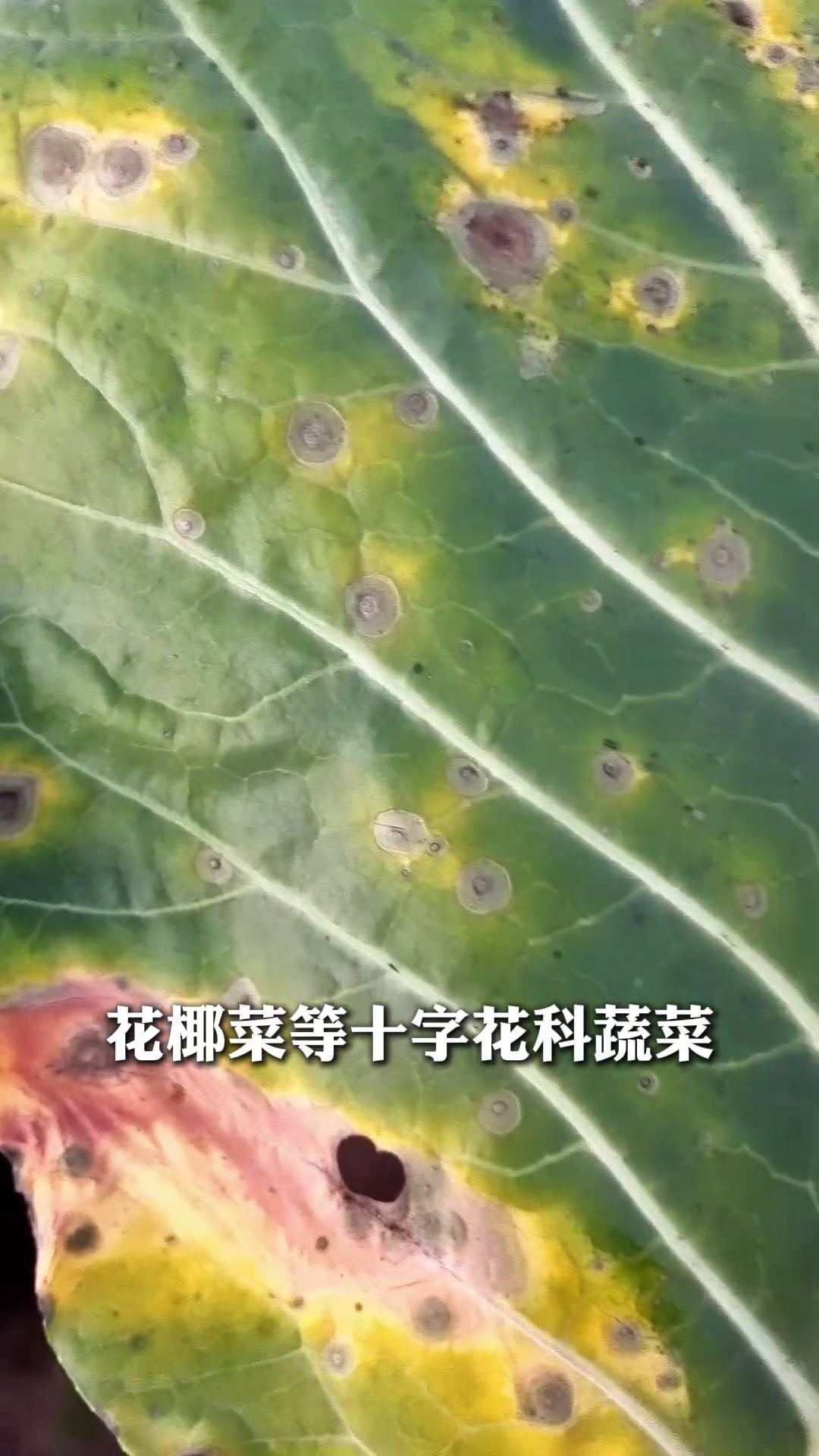 花椰菜遭遇“黑粉”攻击,怎么破解?