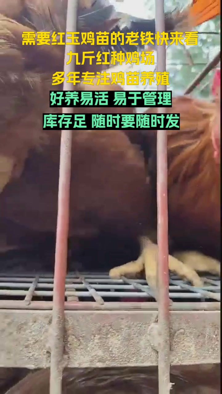 甘肃380鸡苗厂家
