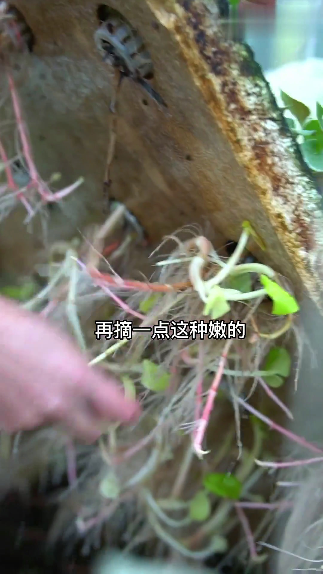 鱼菜共生农场里的神秘食材!你估计很多年轻人没见过喔!