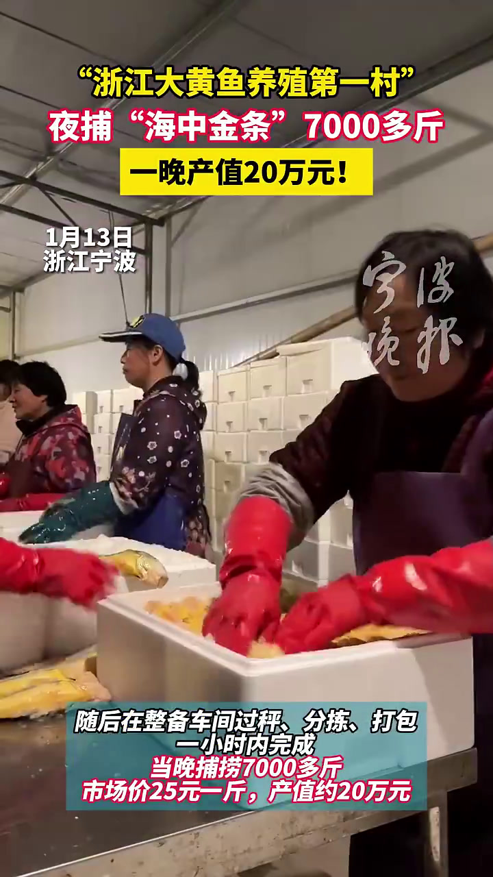 临近年关,在“浙江大黄鱼养殖第一村”——象山县黄避岙乡高泥村,大黄鱼起捕上市,夜捕“海中金