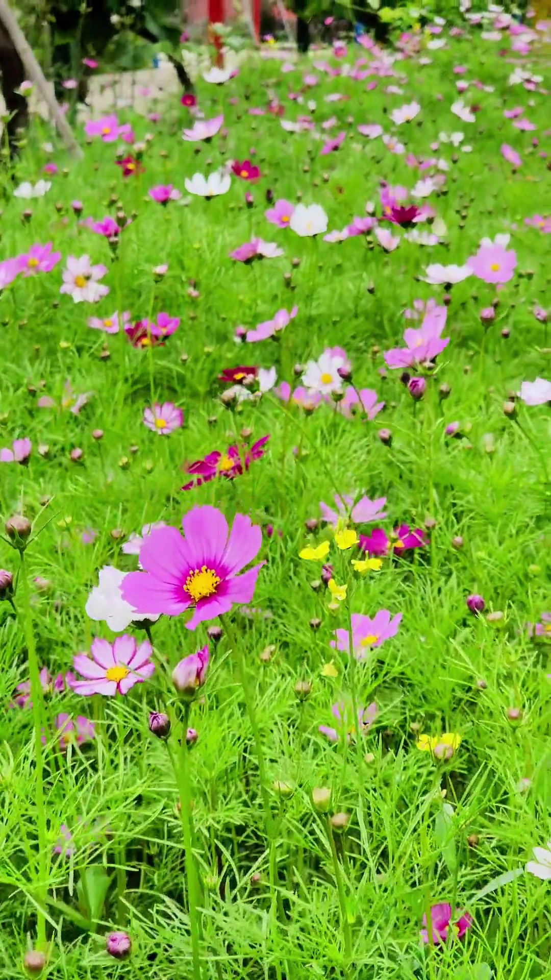 别跟我说大家都见过生菜开花哈,猜猜生菜花是什么颜色