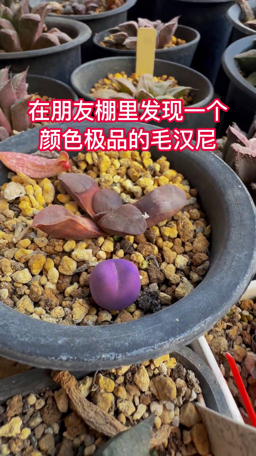 误打误撞,橡皮泥冒充多肉植物