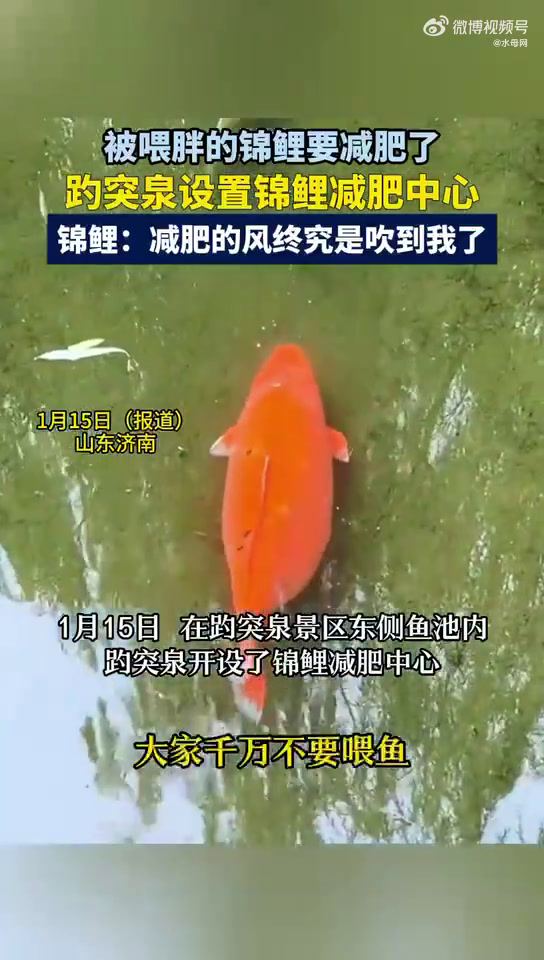 1月15日,山东济南。被喂胖的锦鲤要减肥了!有网友发现,在山东济南趵突泉景区东侧鱼池内趵突