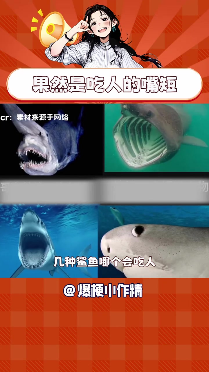 果然是鱼不可貌相。鲨鱼 万万没想到 屈式鼬鲨
