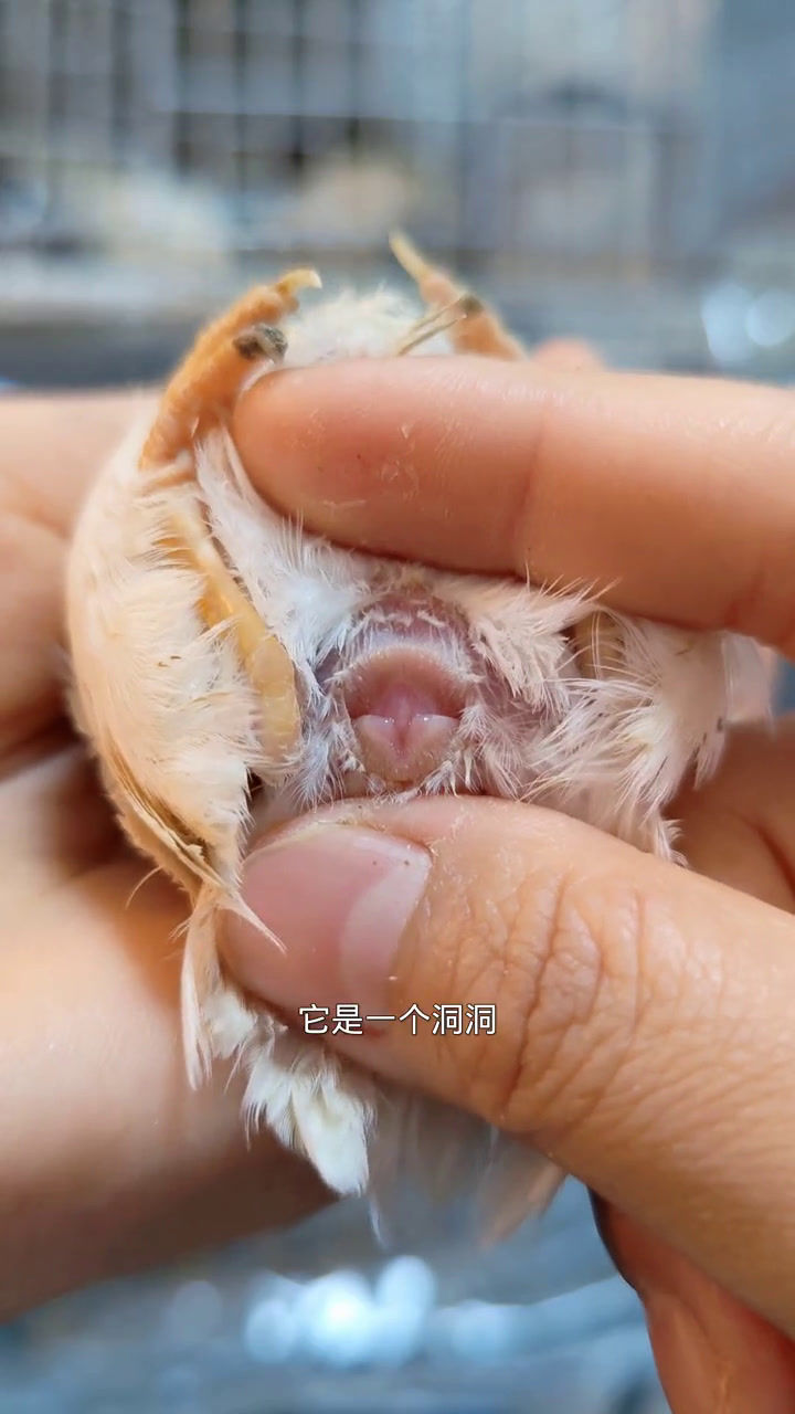 芦丁鸡怎么分公母