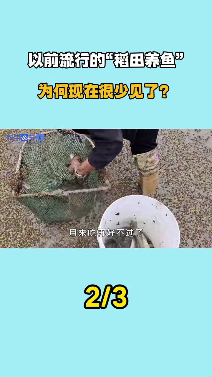 以前流行的“稻田养鱼”,边种水稻边养鱼,为何现在很少见了?