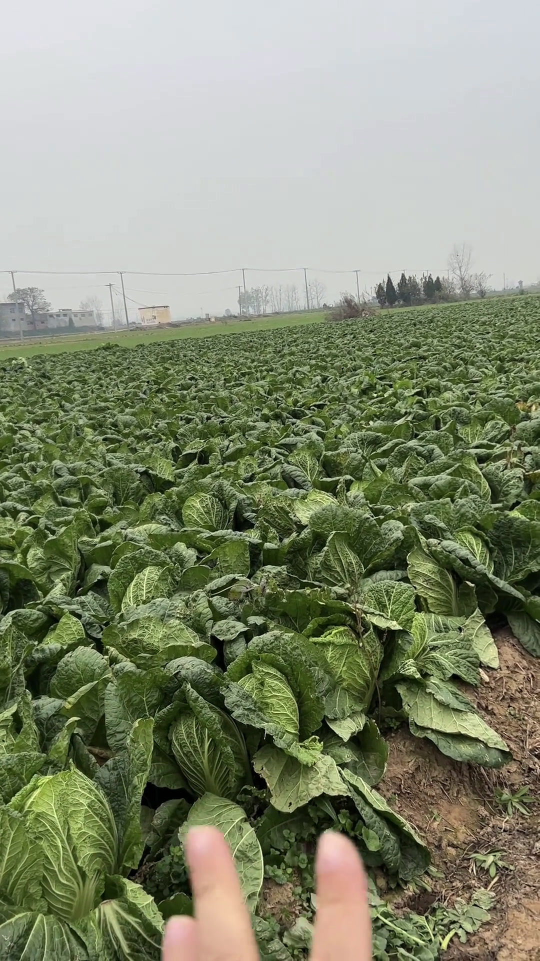 越冬白菜 青杂白菜 区别有多大?!