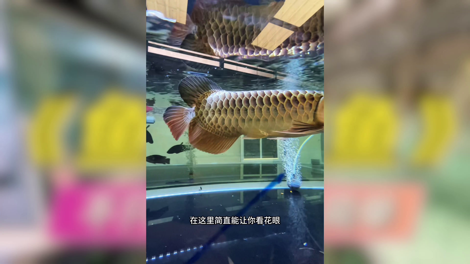 参观鱼场,发现里面的鱼不只是多,部分品种还很稀有