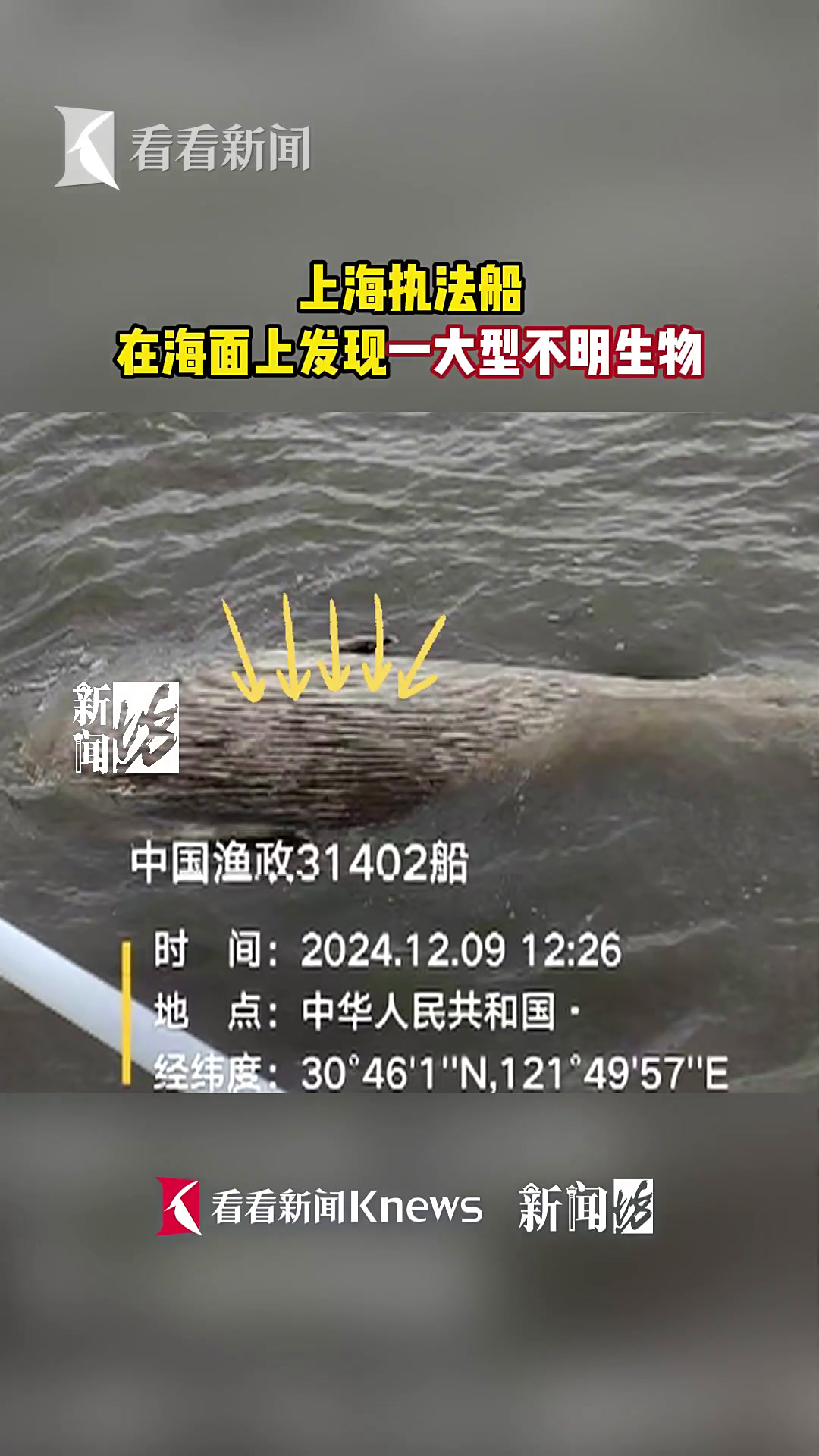 发现大型不明生物!上海相关部门紧急处置