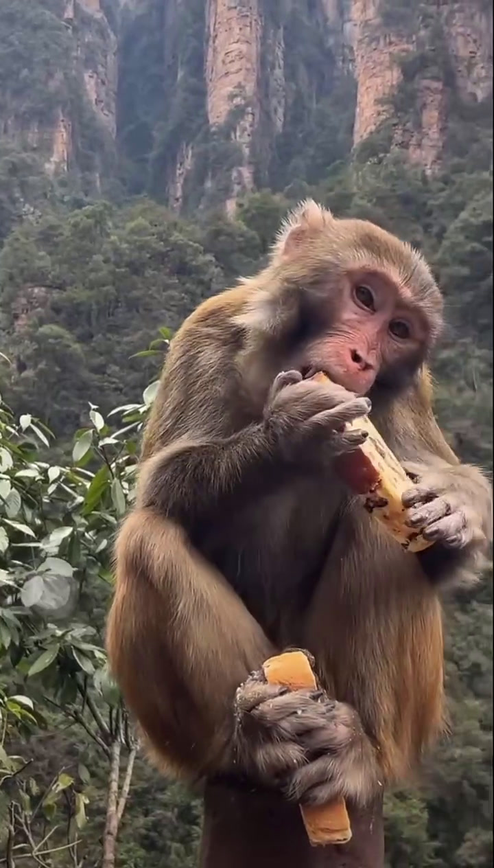 景区里的猴子 都现实了 面包牛奶了,我们导游 的面包牛奶呢!