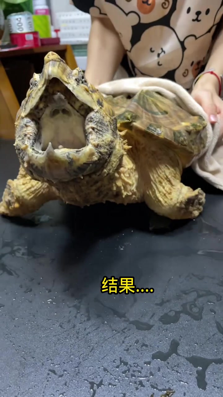 来自鳄龟祖师压迫 视频这个是稀有变异wg个体