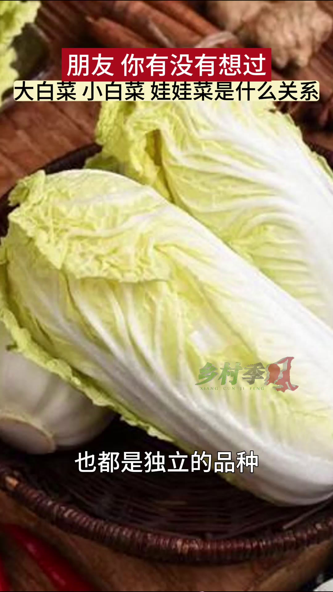 大白菜,小白菜,娃娃菜有什么区别,这个视频告诉您!