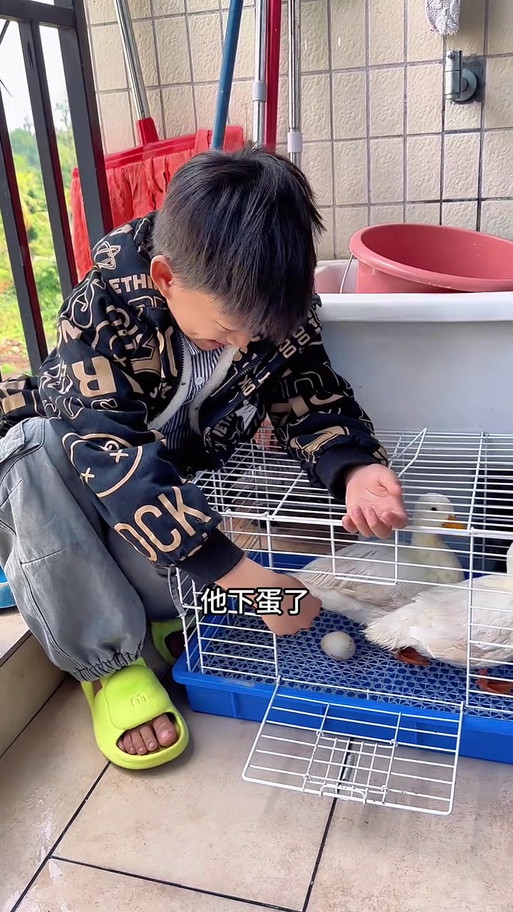 养了几个月的柯尔鸭终于下蛋了,再买个孵化箱,给柯尔鸭蛋孵化小鸭!