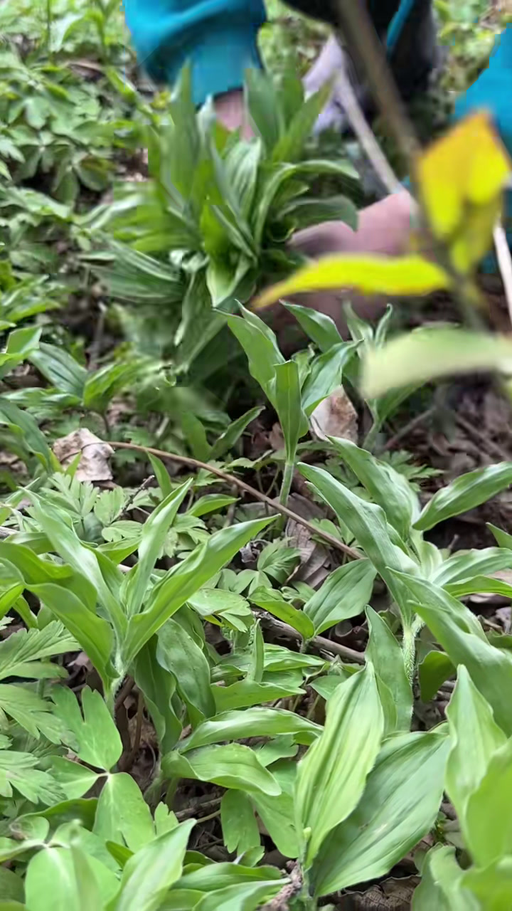 山野菜之山糜子