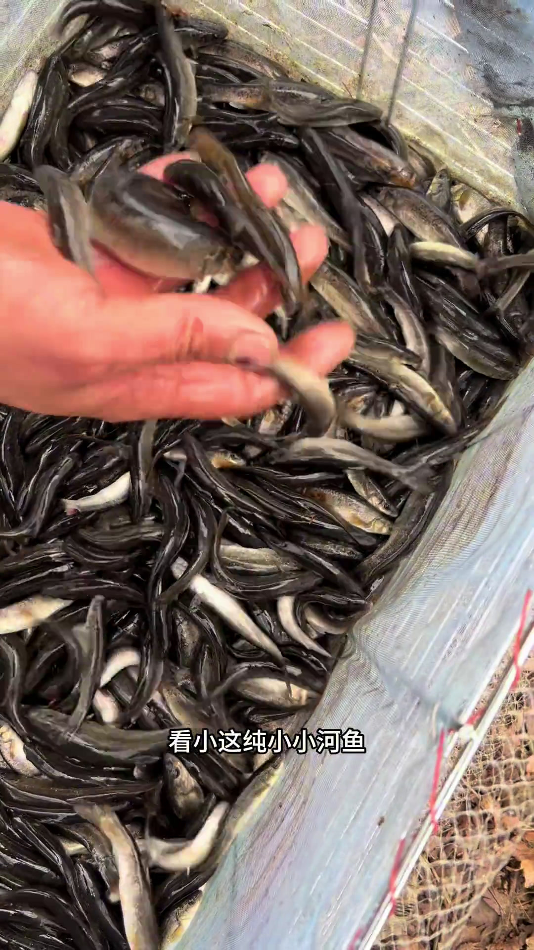小河冷水柳根鱼