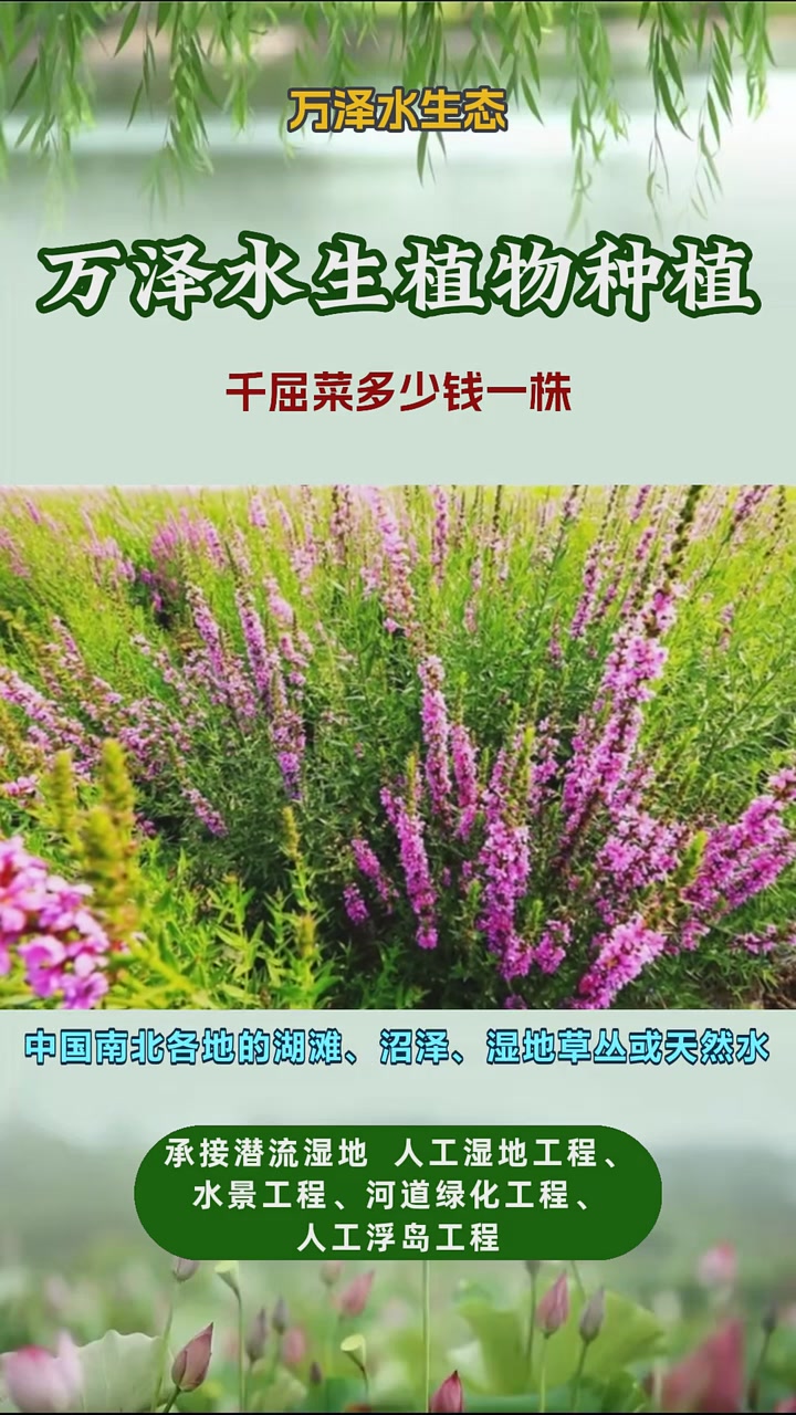 千屈菜价格多少