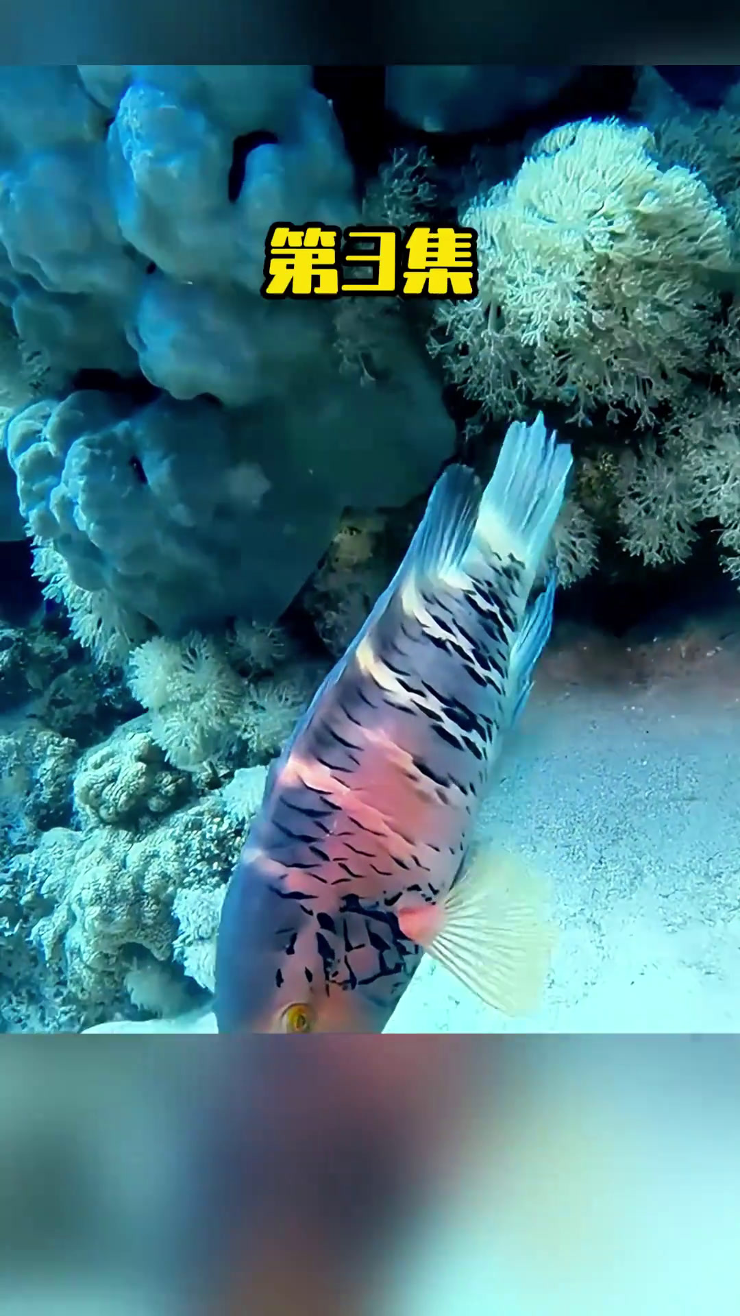 清蒸佳品之红头彩眉