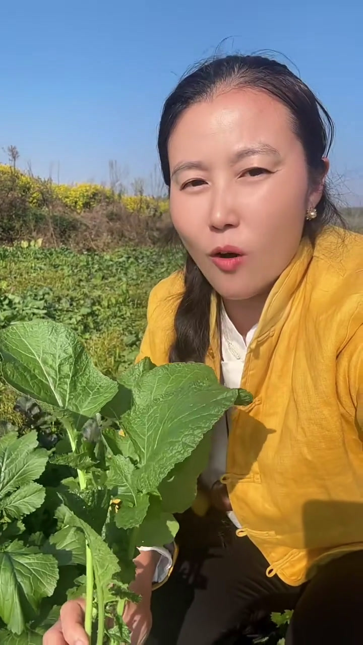 这样的野芥菜你吃过吗?我们叫山盖菜,腌制出来烧肉特别香