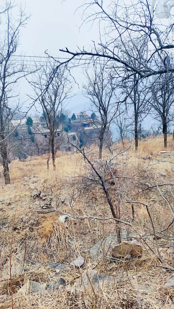 鸡狗和谐共处,一致对付外来不速之客