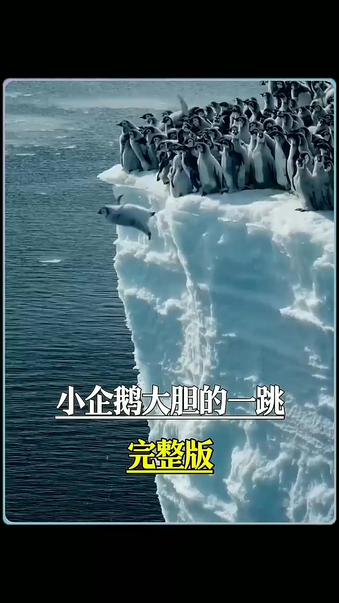 帝企鹅宝宝的初始一跳