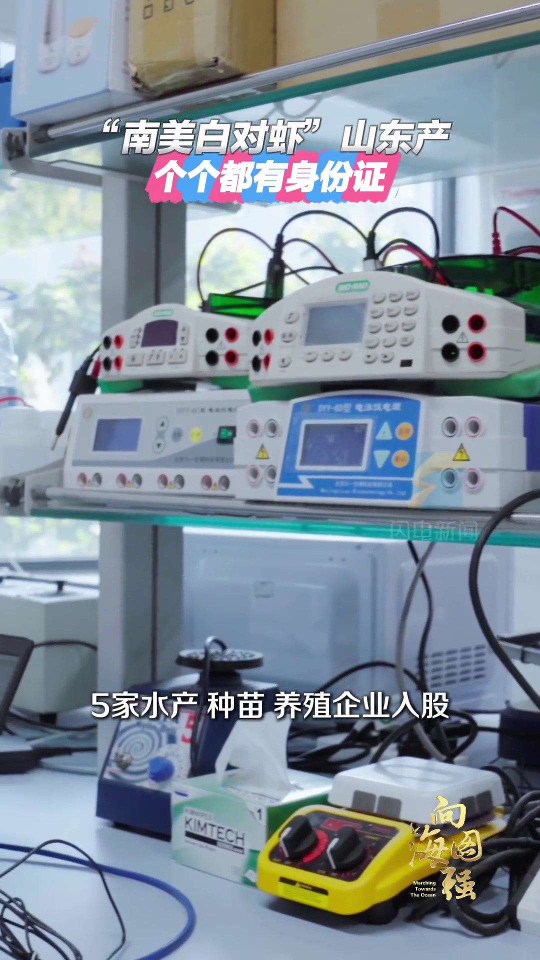 向海图强|“南美白对虾”山东产 个个都有身份证
