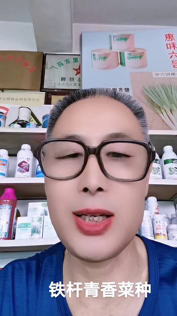同得利铁杆青香菜种到货了