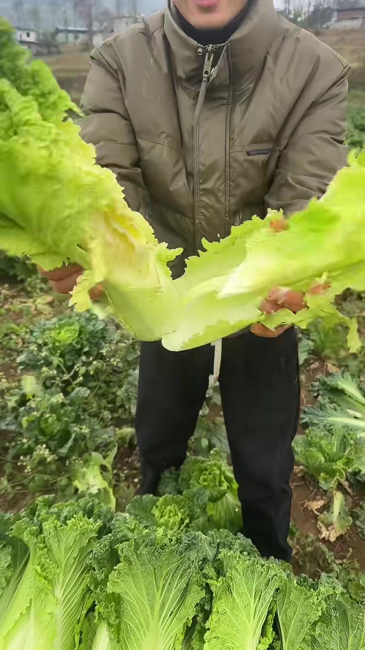 贵州高山农家种植青口白菜,又脆又甜