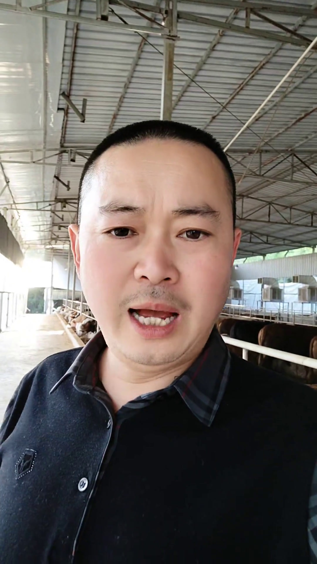 进口冻精改良肉牛品种好长得快成本低