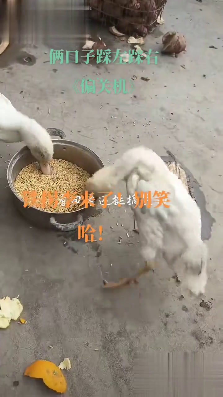 老表家养的天鹅,男人把它欺负成了偏关机了!可怜哦!