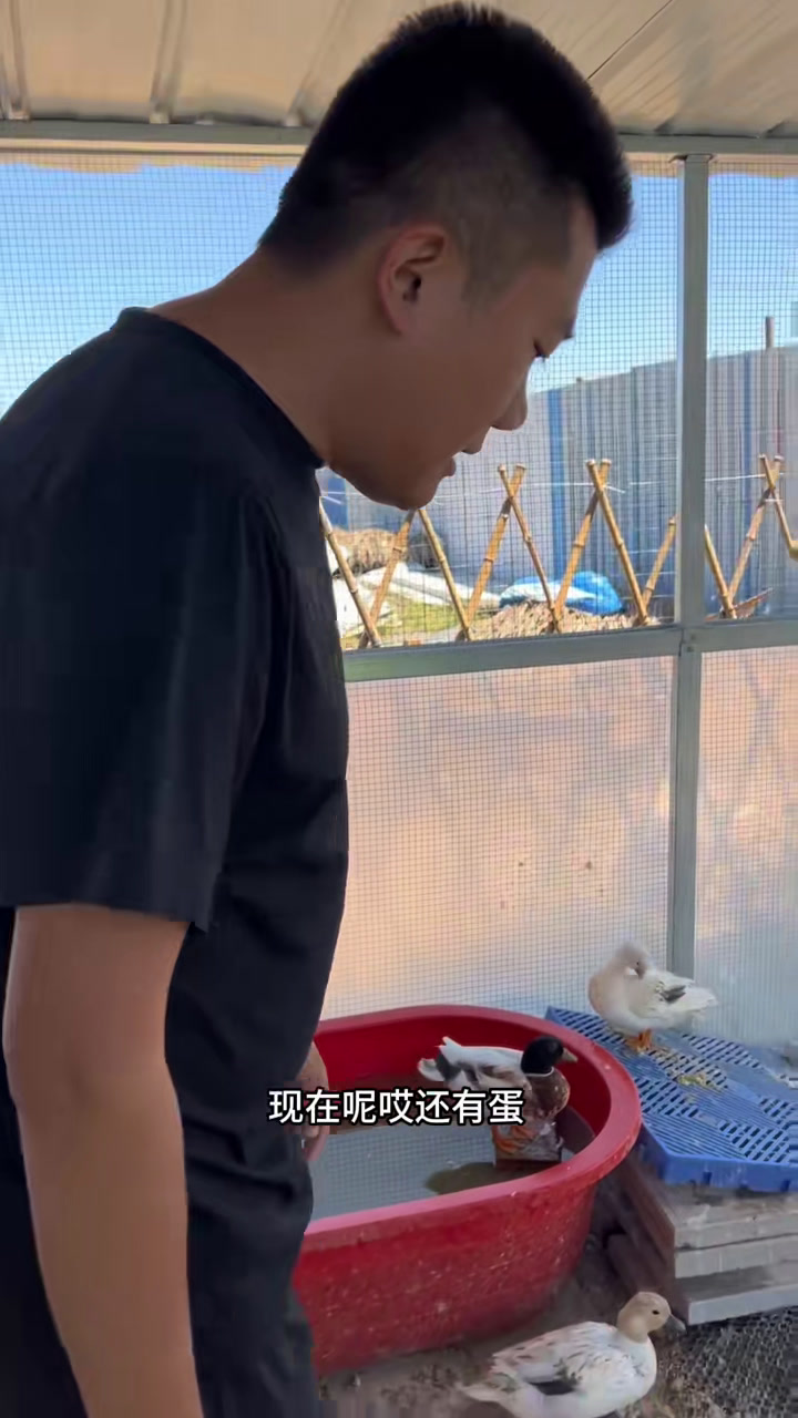 柯尔鸭真是太可爱了,百看不厌,你觉得呢