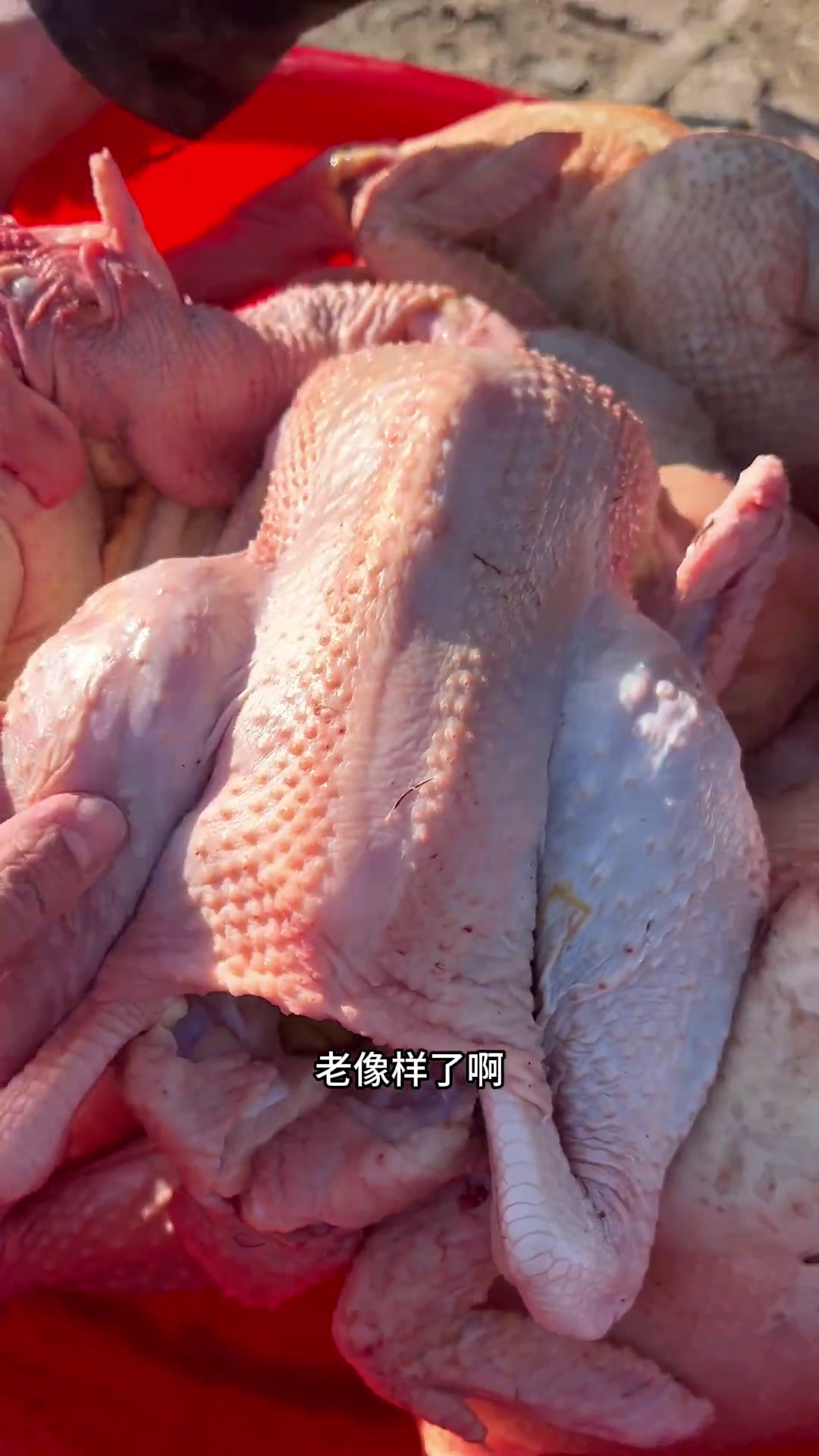 东北纯农家散养粮食鸡大公鸡,好香的嘞