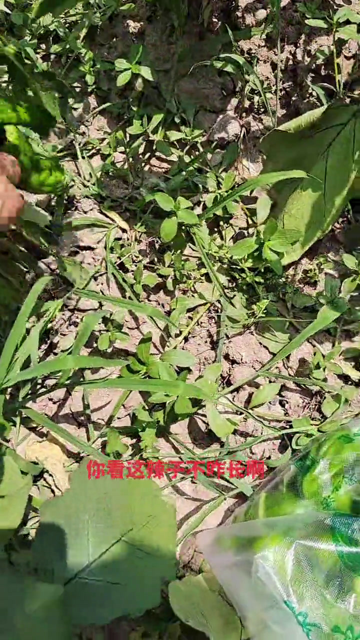 这辣子撇的,你们屋里那个茅坑还没填的,我来背一背桶稀粪灌一下