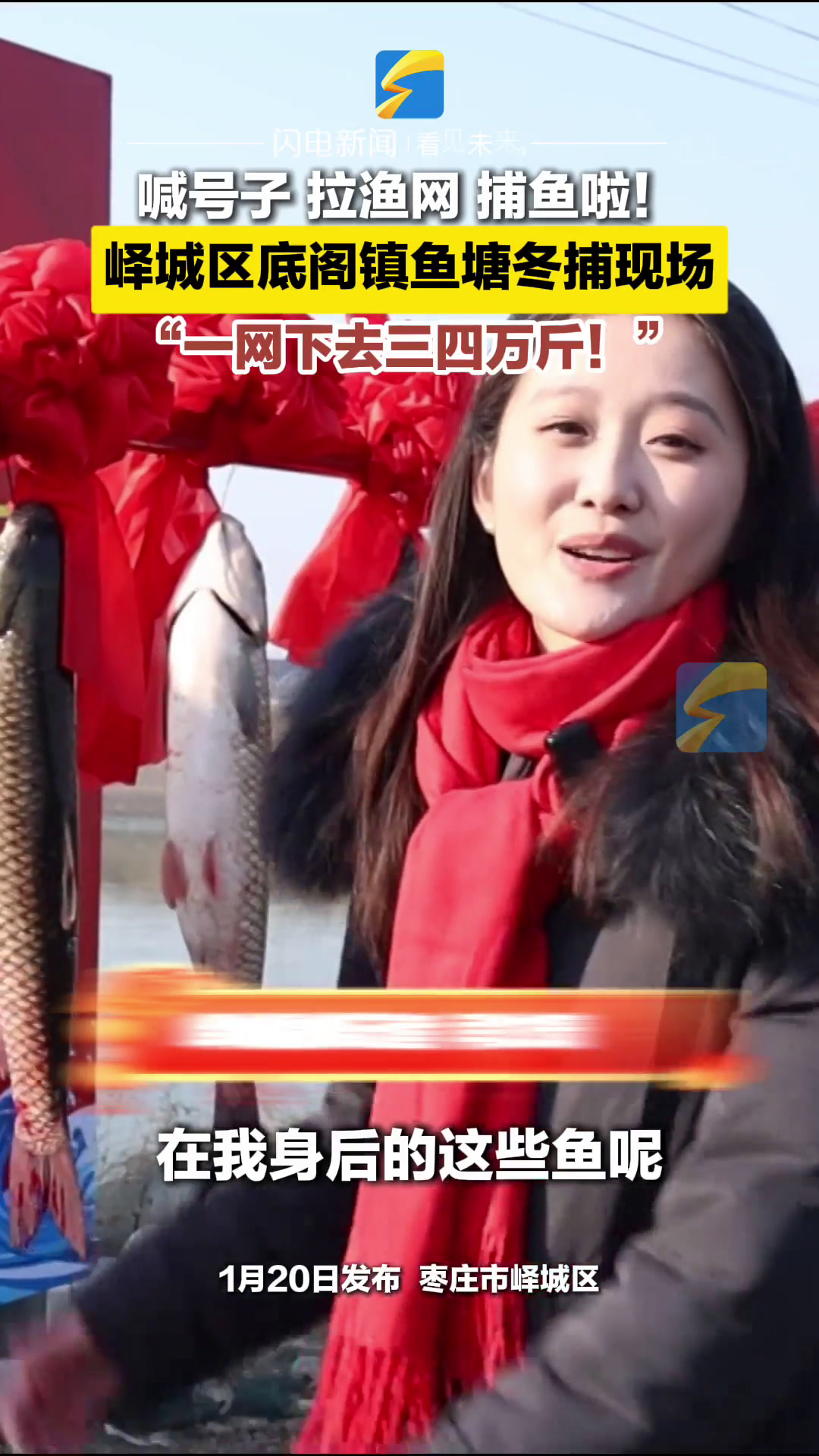 喊号子 拉渔网 捕鱼啦!峄城区底阁镇鱼塘冬捕现场 一网下去三四万斤!