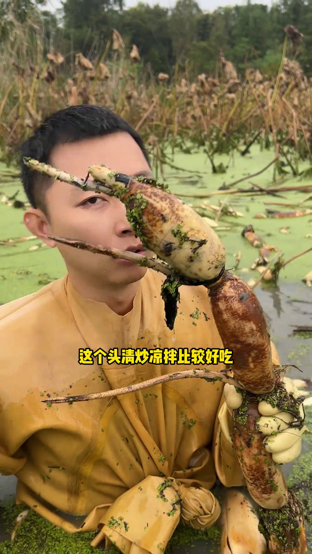 可曾听闻过老红藕?