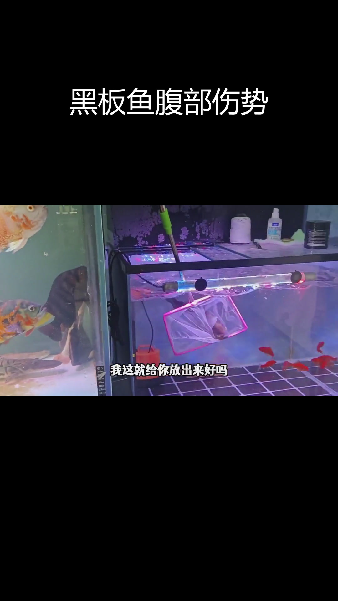 黑斑食人鱼受伤转移,渔网被咬破