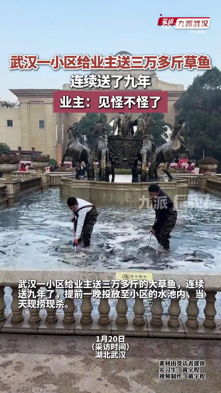 1月20日,湖北武汉。武汉一小区给业主送三万多斤草鱼,连续送了9年,物业费3.8元一平。业
