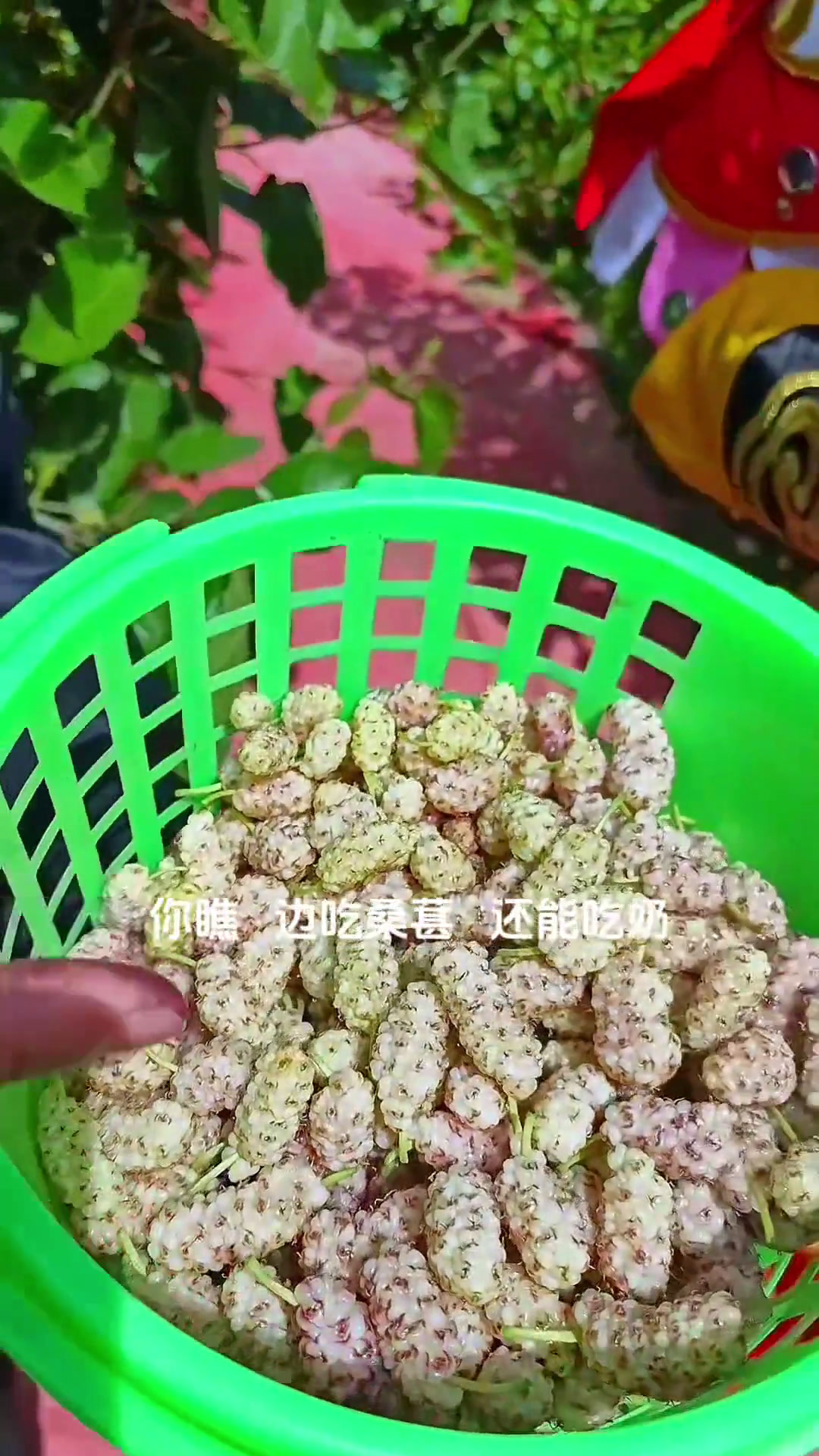 临汾《西游记》助力三农!