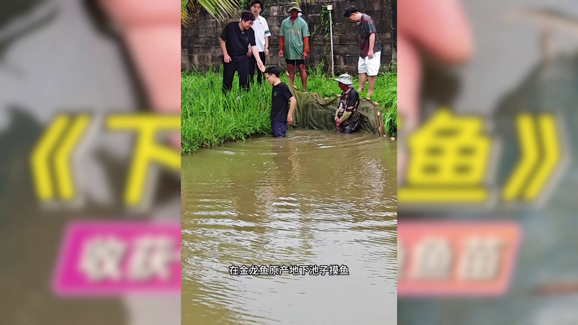 长这大,第一次在饲养金龙鱼的池子里摸鱼