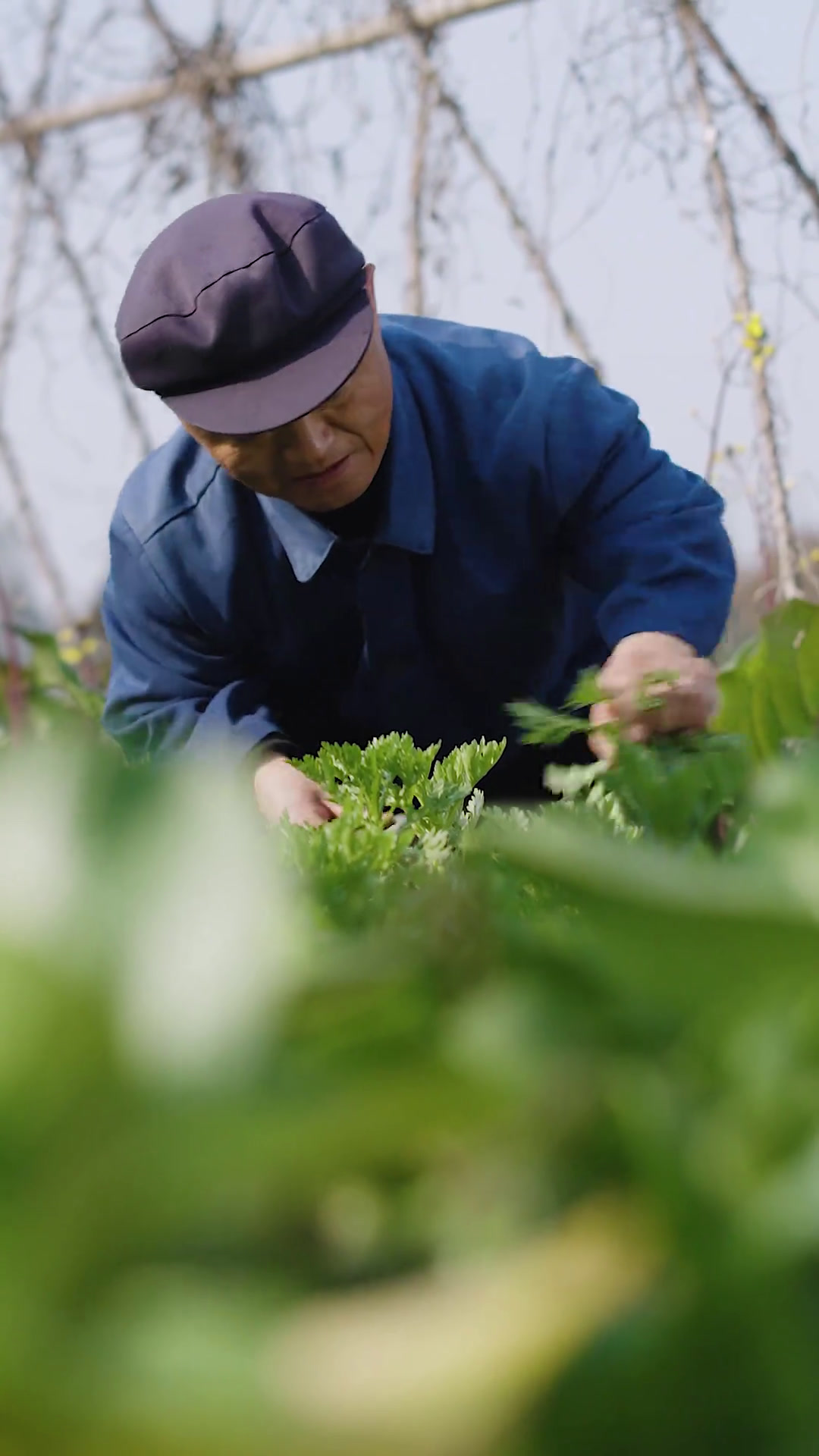 香菜牛肉 牛肉配上香菜才是一绝,我的最爱!
