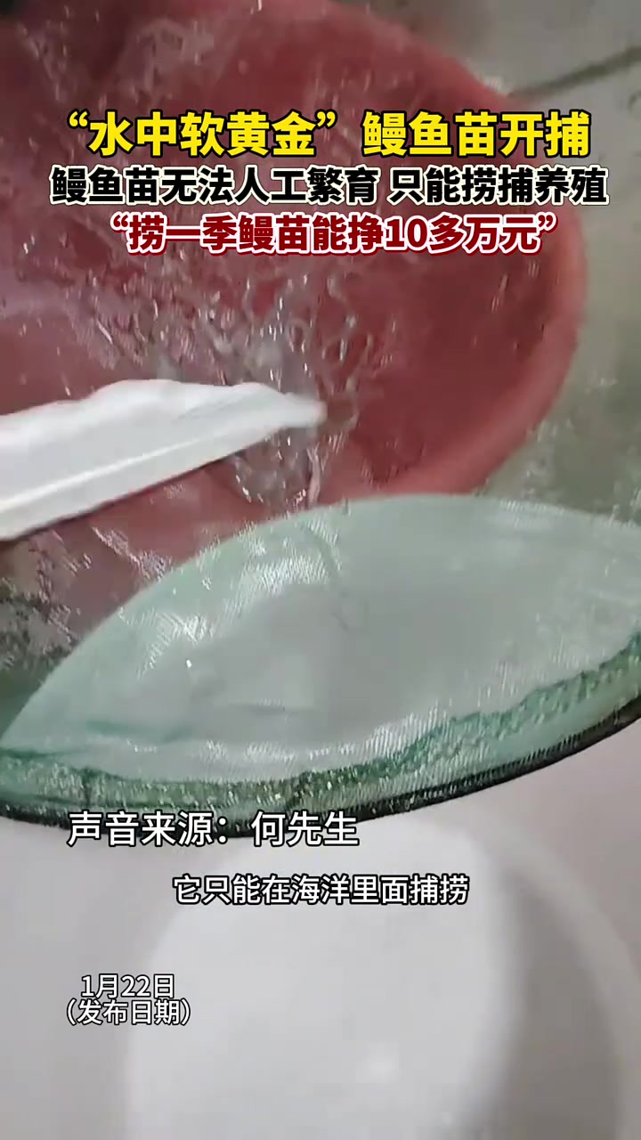 “水中软黄金”鳗鱼苗开捕啦!鱼苗之所以昂贵,是因为无法人工繁育鳗鱼苗,只能靠人工捕捞,去年