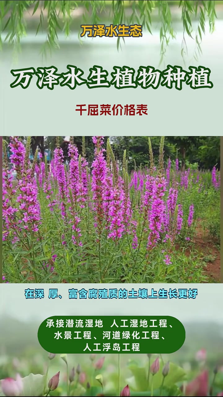 哪里有千屈菜