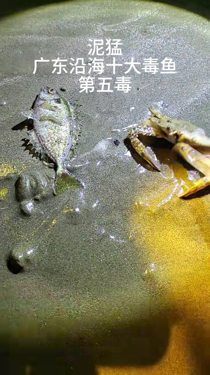 广东沿海十大毒鱼之第五毒泥猛