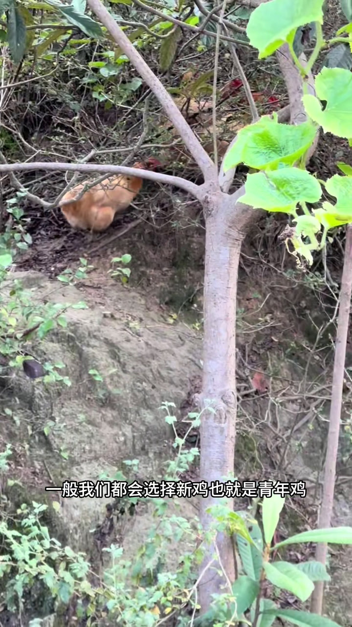 今天在乡里买到了两只纯黄色的湘黄鸡,又能开心半个月了!
