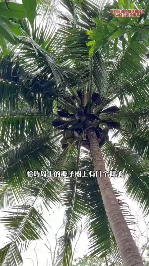 小伙在荒岛上遇到超级大龙虾,本来想饱餐一顿,原来是只怀孕母虾最后还是决定放生!