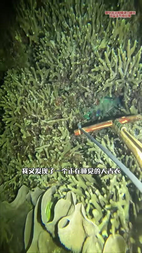自从在岛上制作了一个弹射鱼枪后,我们的生活迎来了质的改变,潜水叉到各种大货!