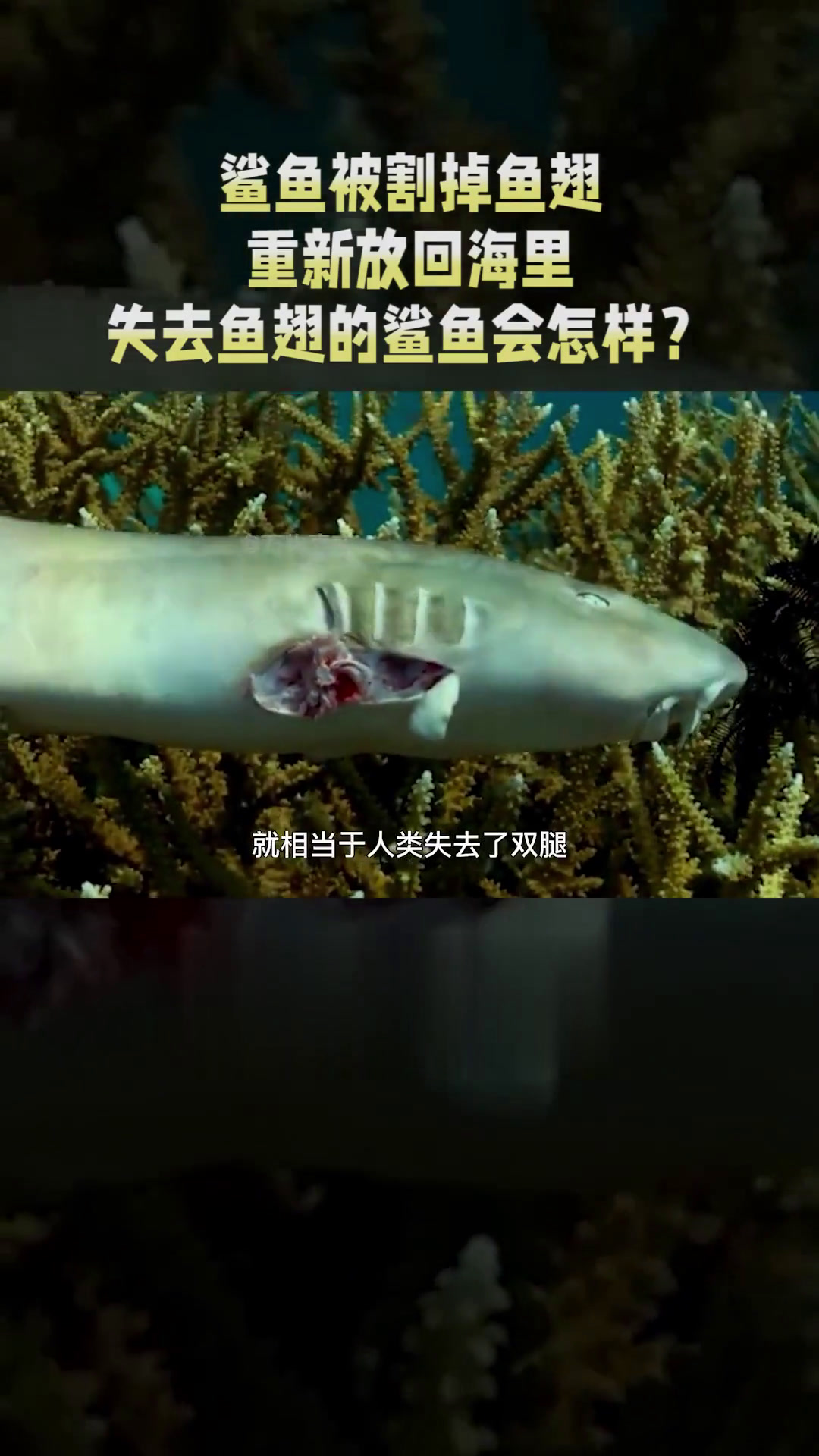 一亿只鲨鱼被割掉鱼翅,再将它们重新放回海里,鲨鱼还能活下去吗