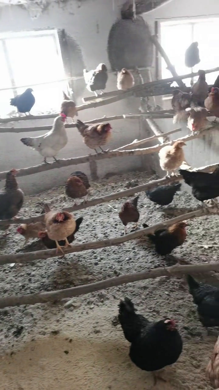 我家土笨鸡冬天下蛋,吃的好,饮的温水,有付出就有回报