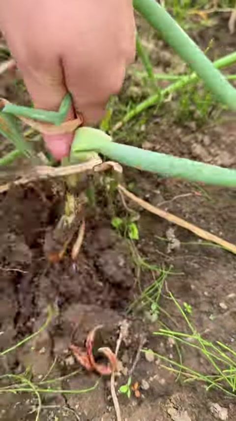 嘎牙子焖茄子香死老爷子!在你们南方吃这种鱼吗?这种鱼在你们那都叫什么名字?