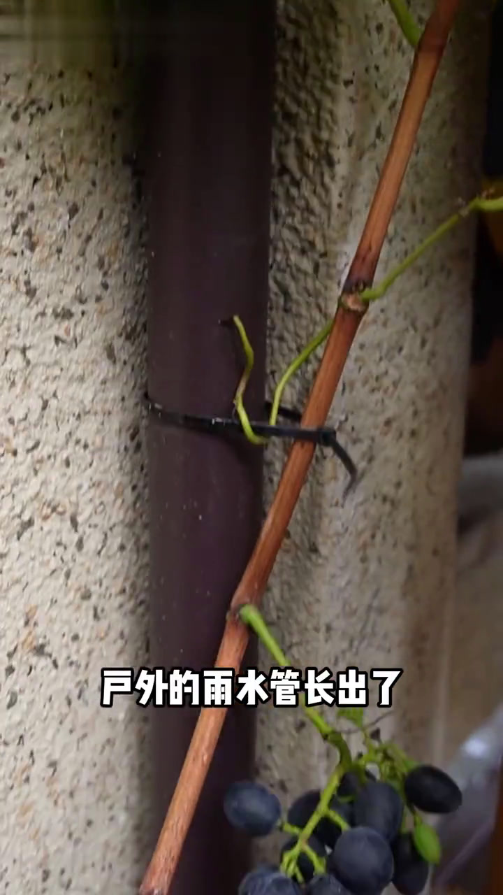 一镜到底低成本改造食材花园60㎡