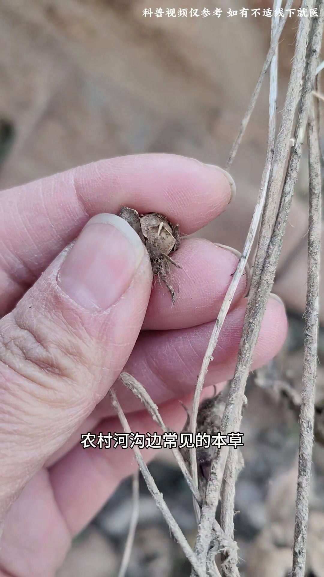 农村常见的植物牵牛子又名二丑,懂的人常常炒熟,拍给大家看看